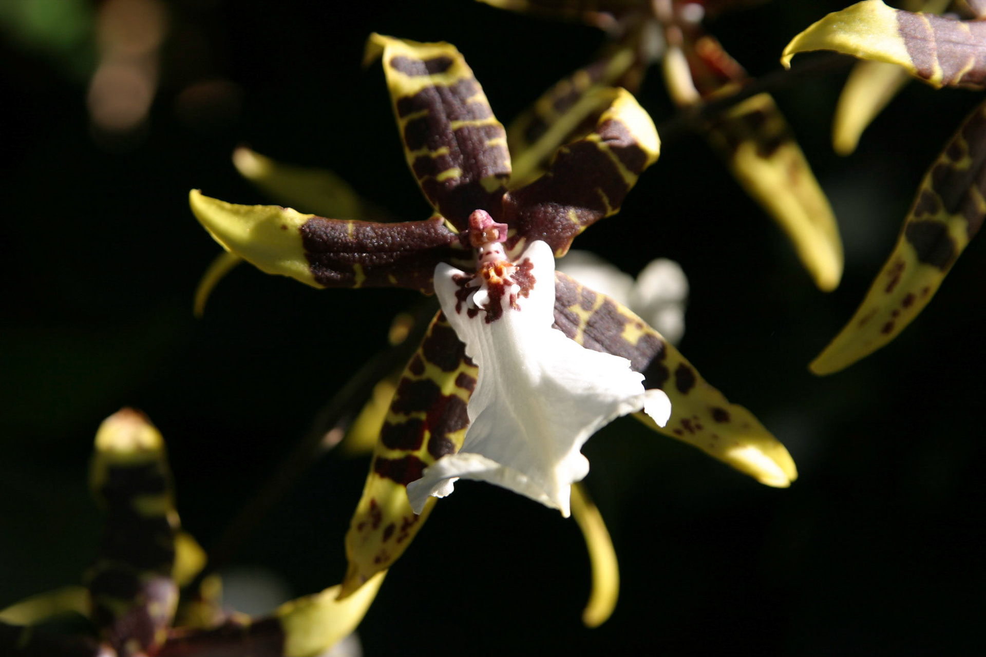 Orchids at the National Botanical Gardens - Washington DC