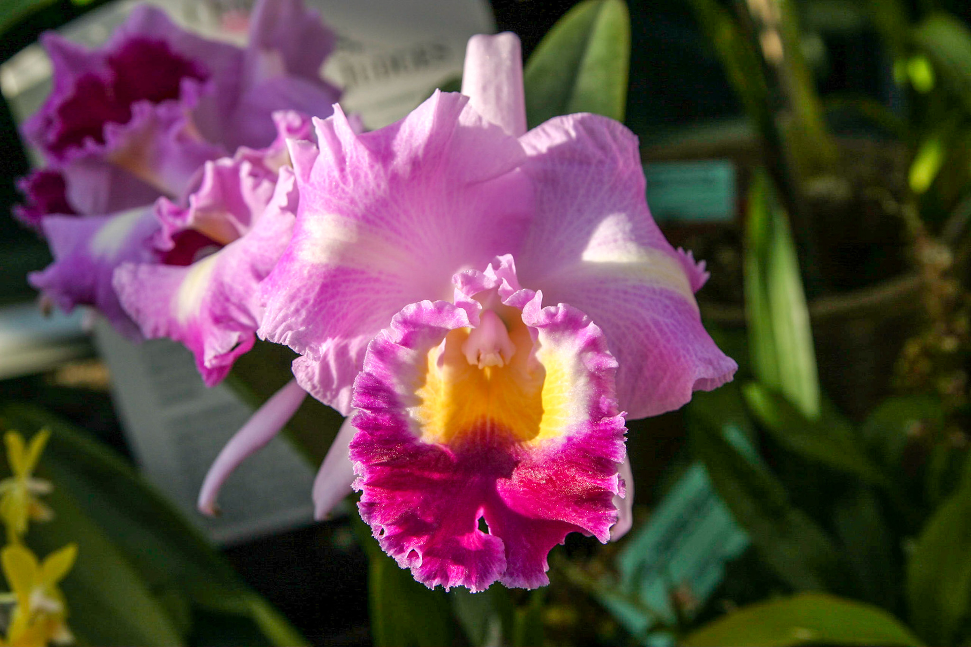 Orchids at the National Botanical Gardens - Washington DC