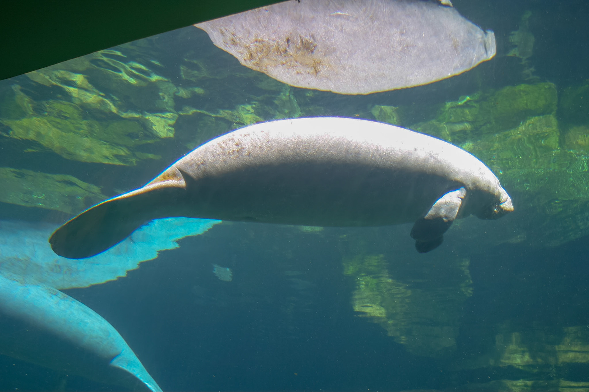 Manatees - Seaworld, Orlando, Florida