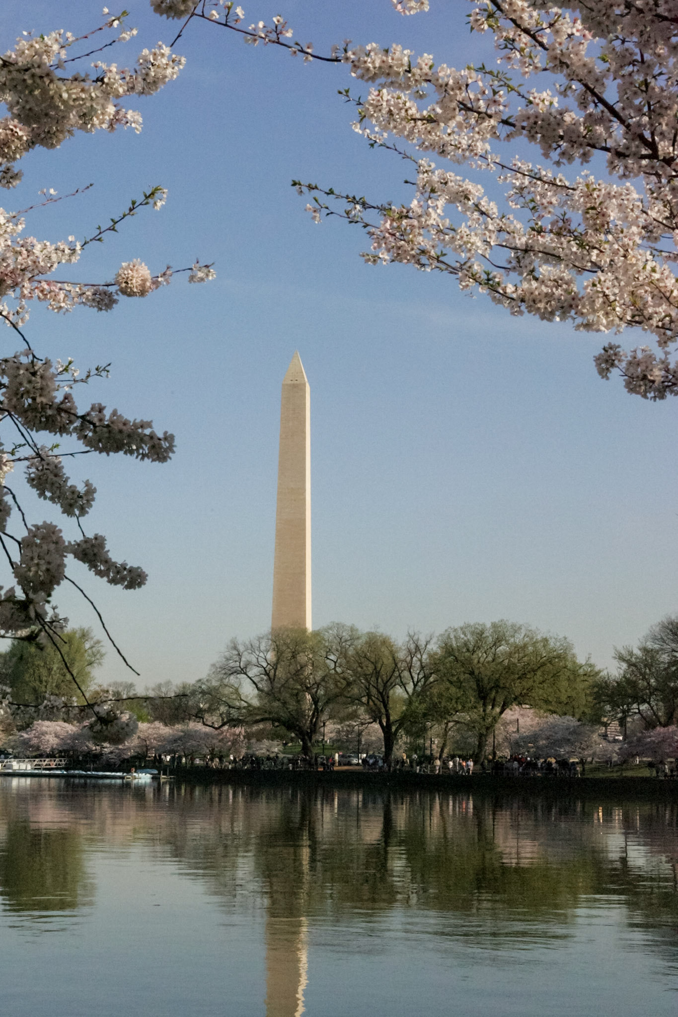 Washington Monument and Cherry blossoms - Washington, DC