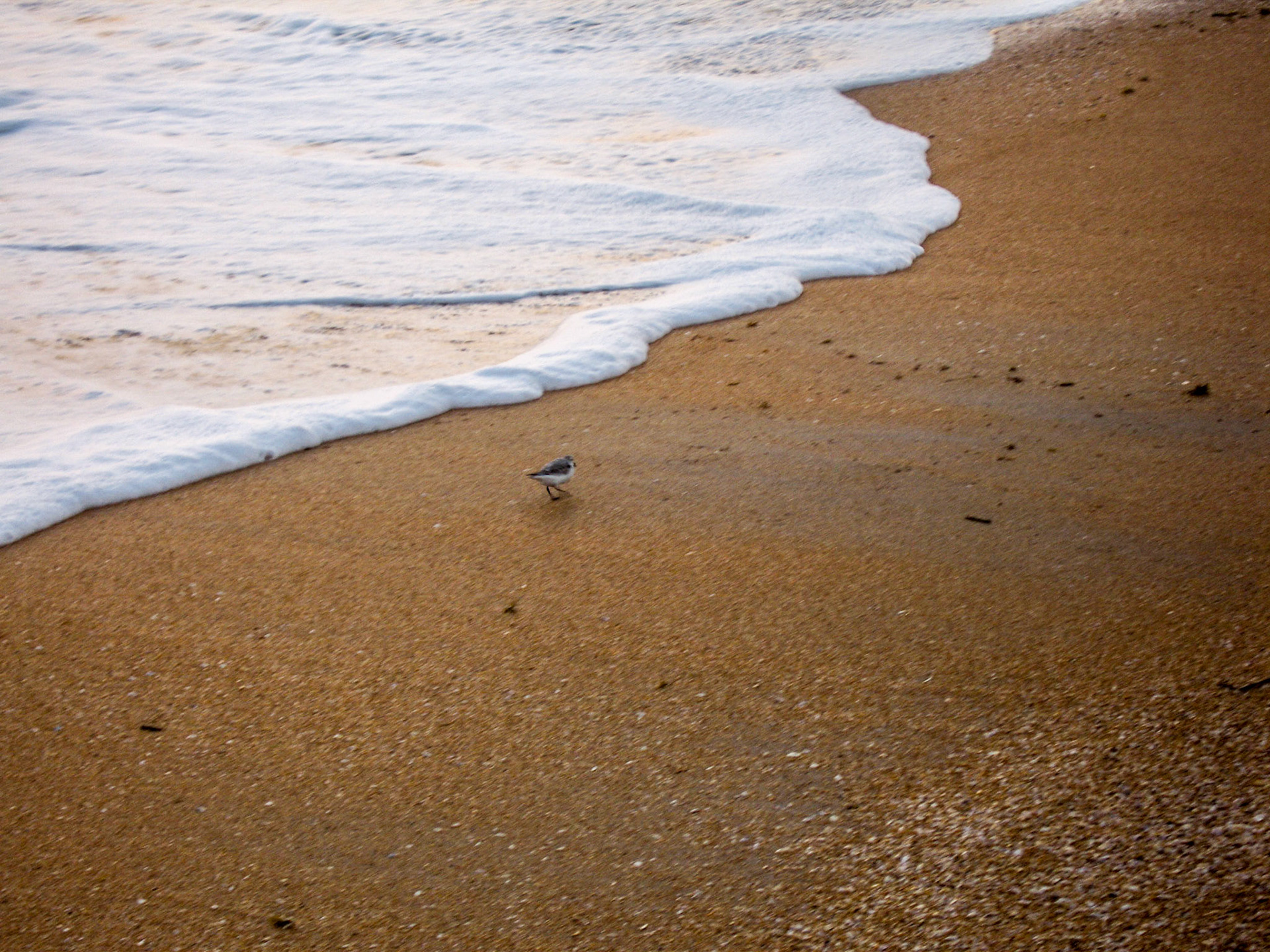 Foamy wave - Flagler Beach, Florida