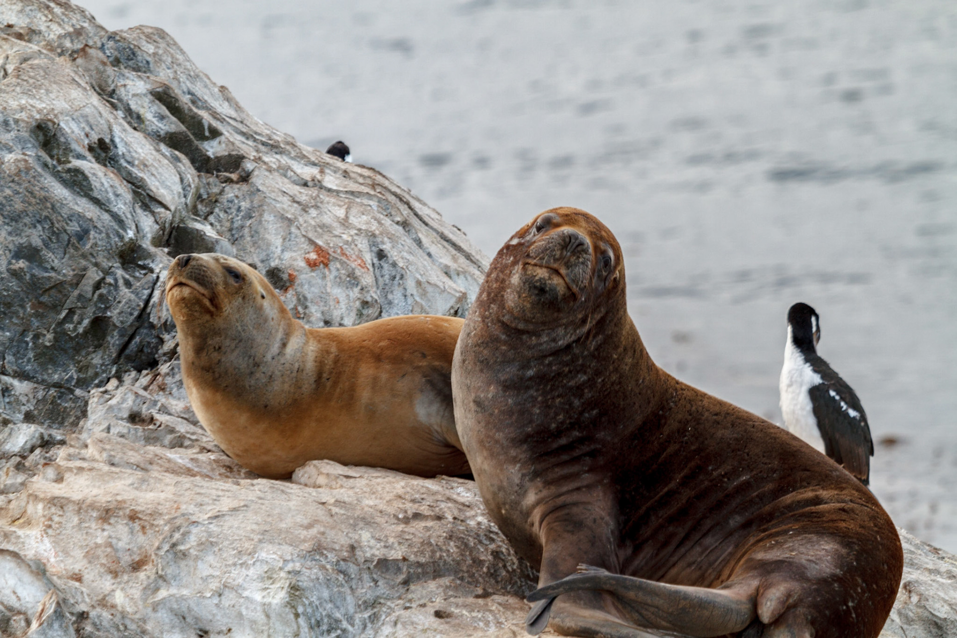 Sea lions sunning on the rocks - Ushuaia, Argentina