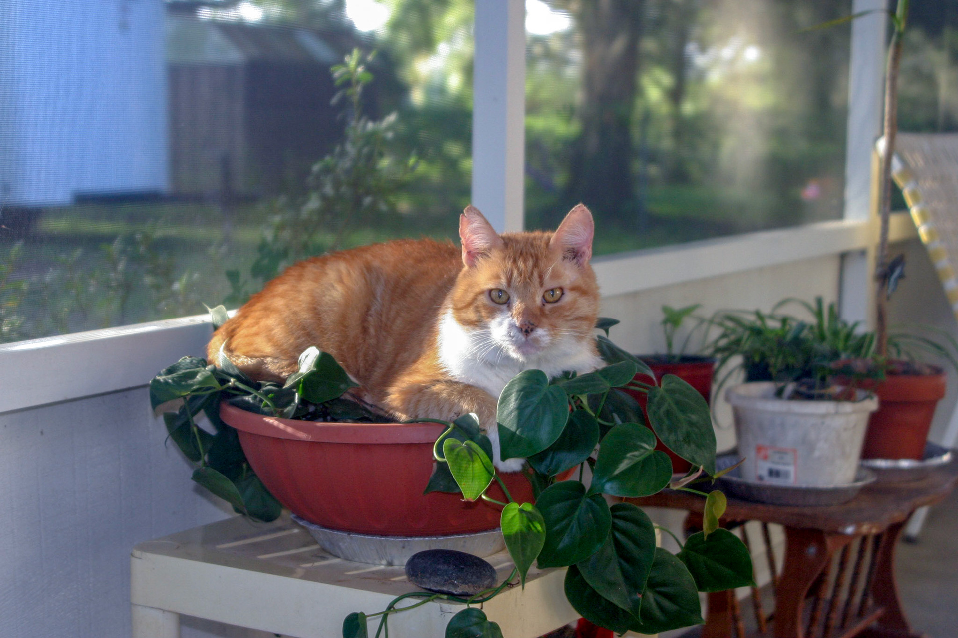 A potted Tom - Ocala, FL