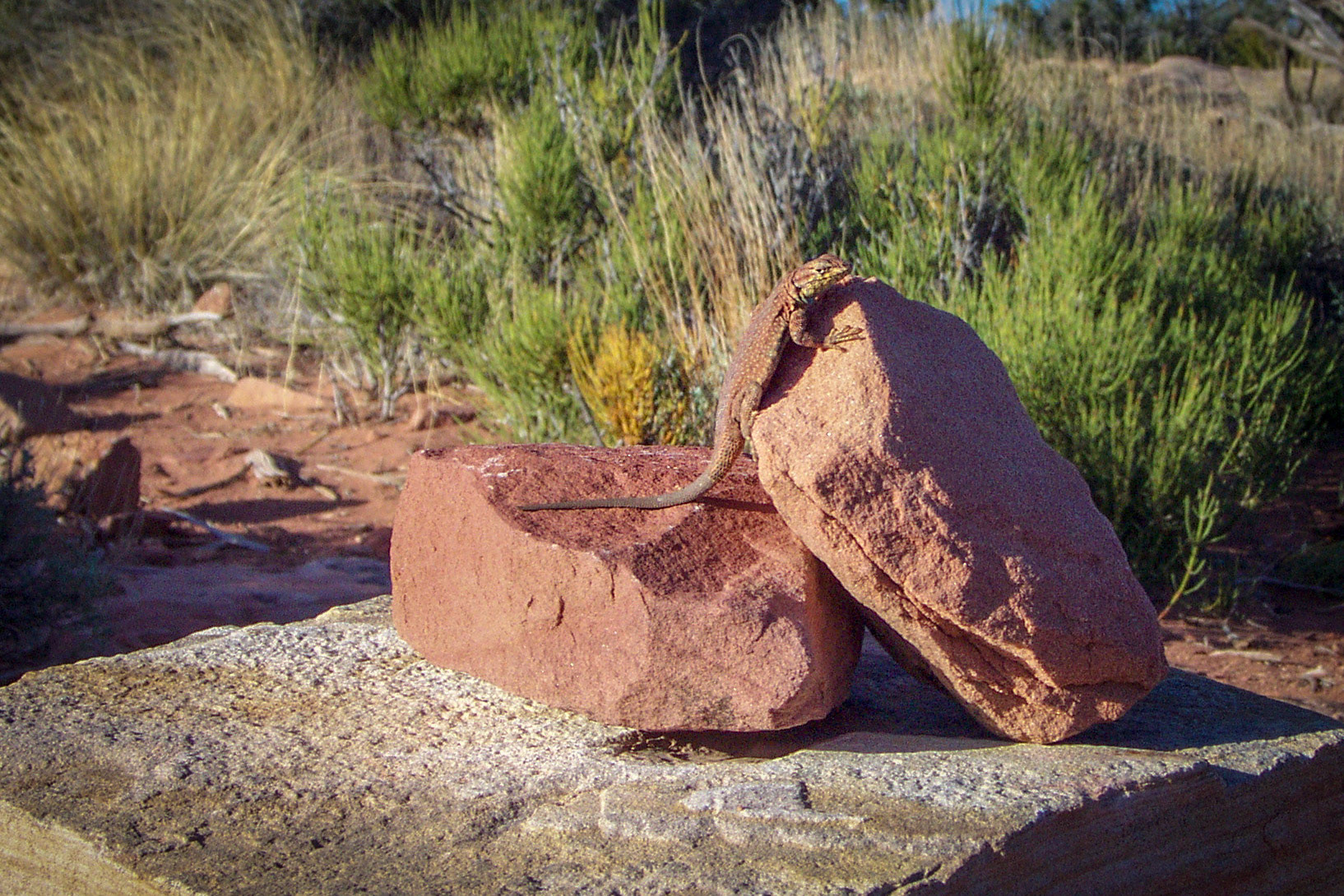 Greater earless lizard - Grand Canyon National Park, Arizona