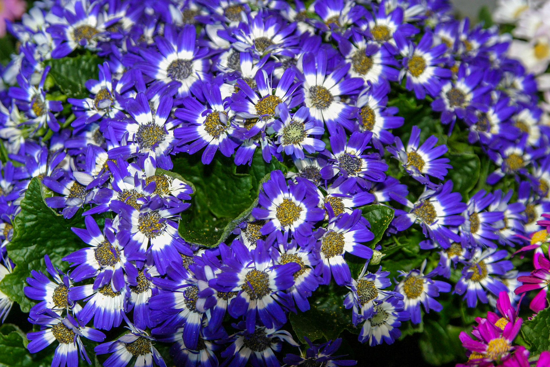 Flowers at the National Botanical Gardens - Washington DC