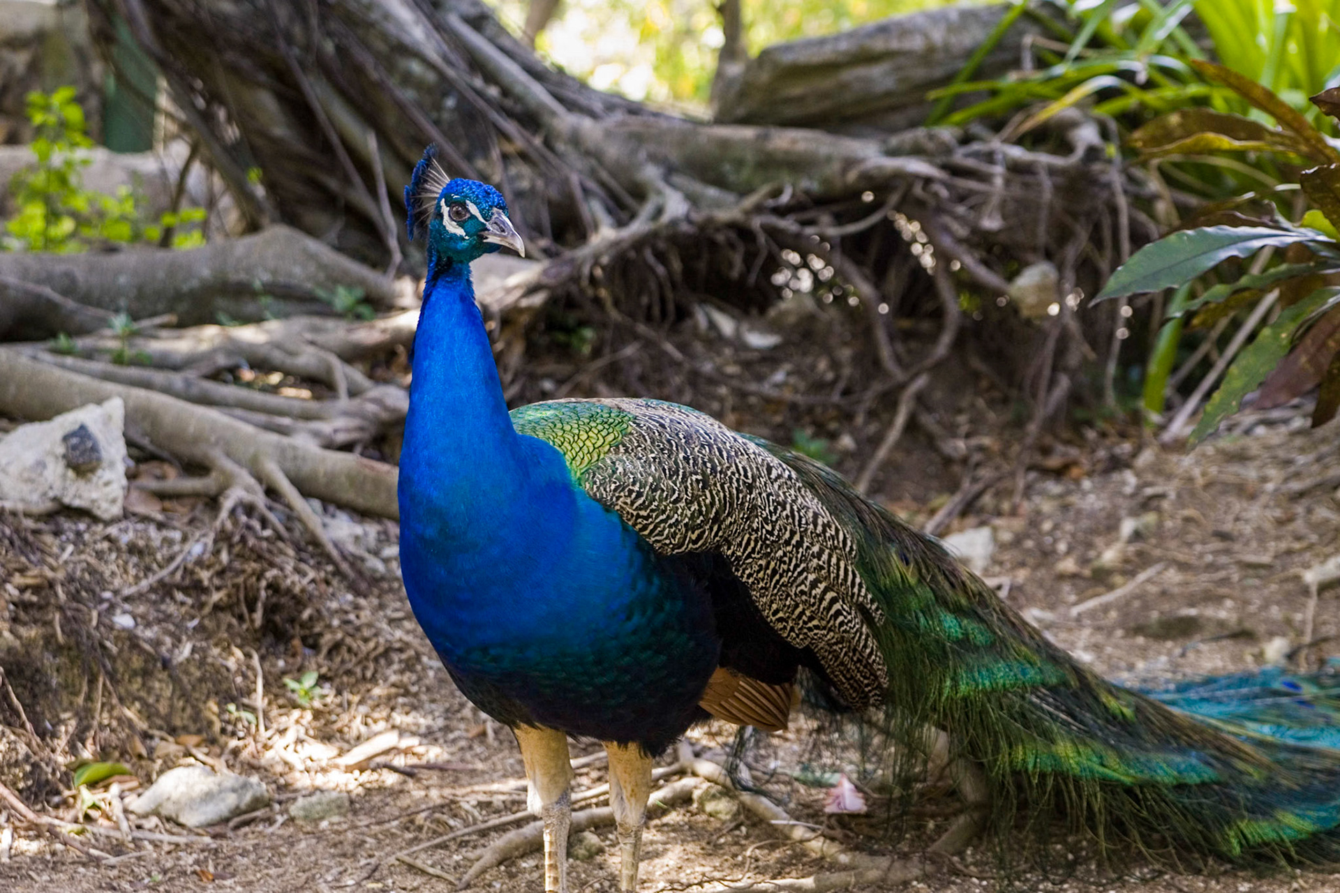 Peacock - Nasau, Bahamas