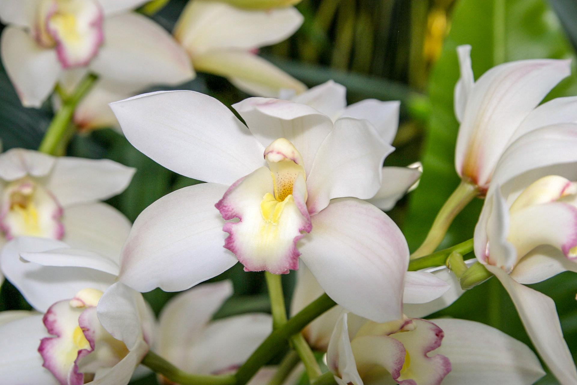 Orchids at the National Botanical Gardens - Washington DC