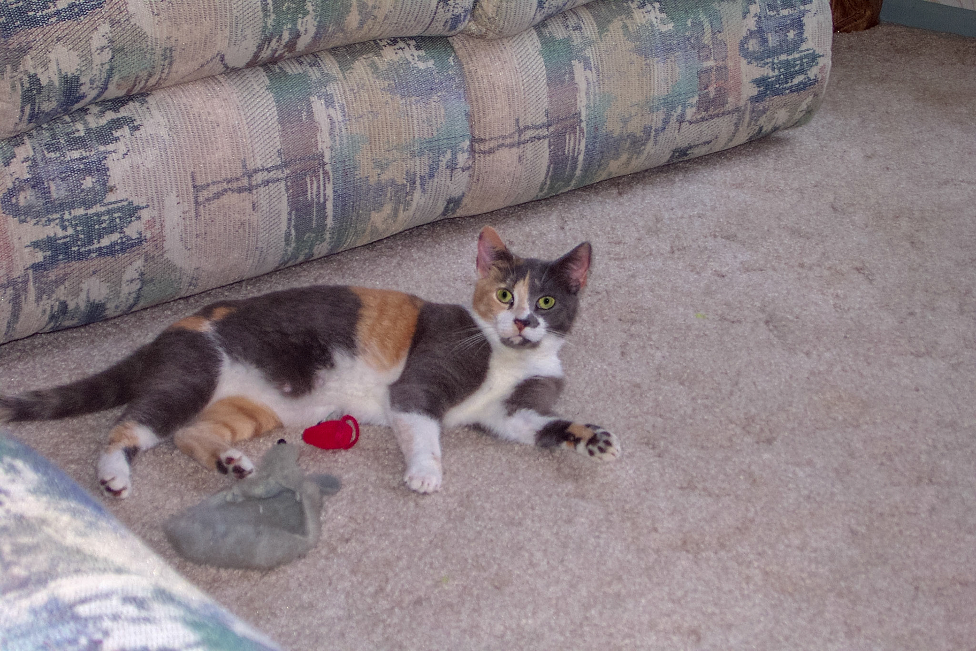 Callie and her favorite mice - Ocala, FL