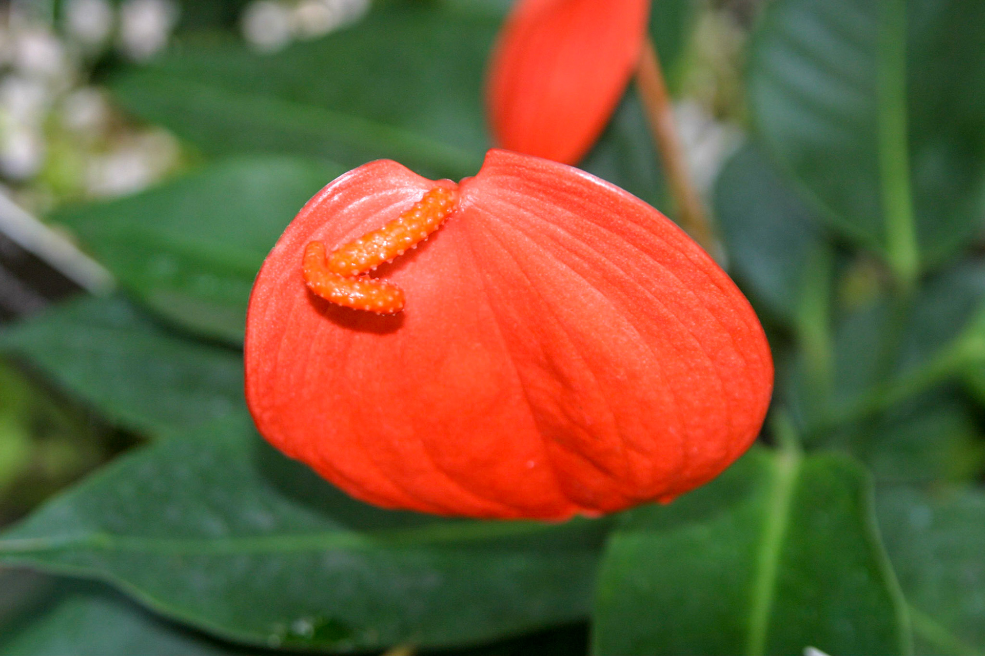 Flowers at the National Botanical Gardens - Washington DC