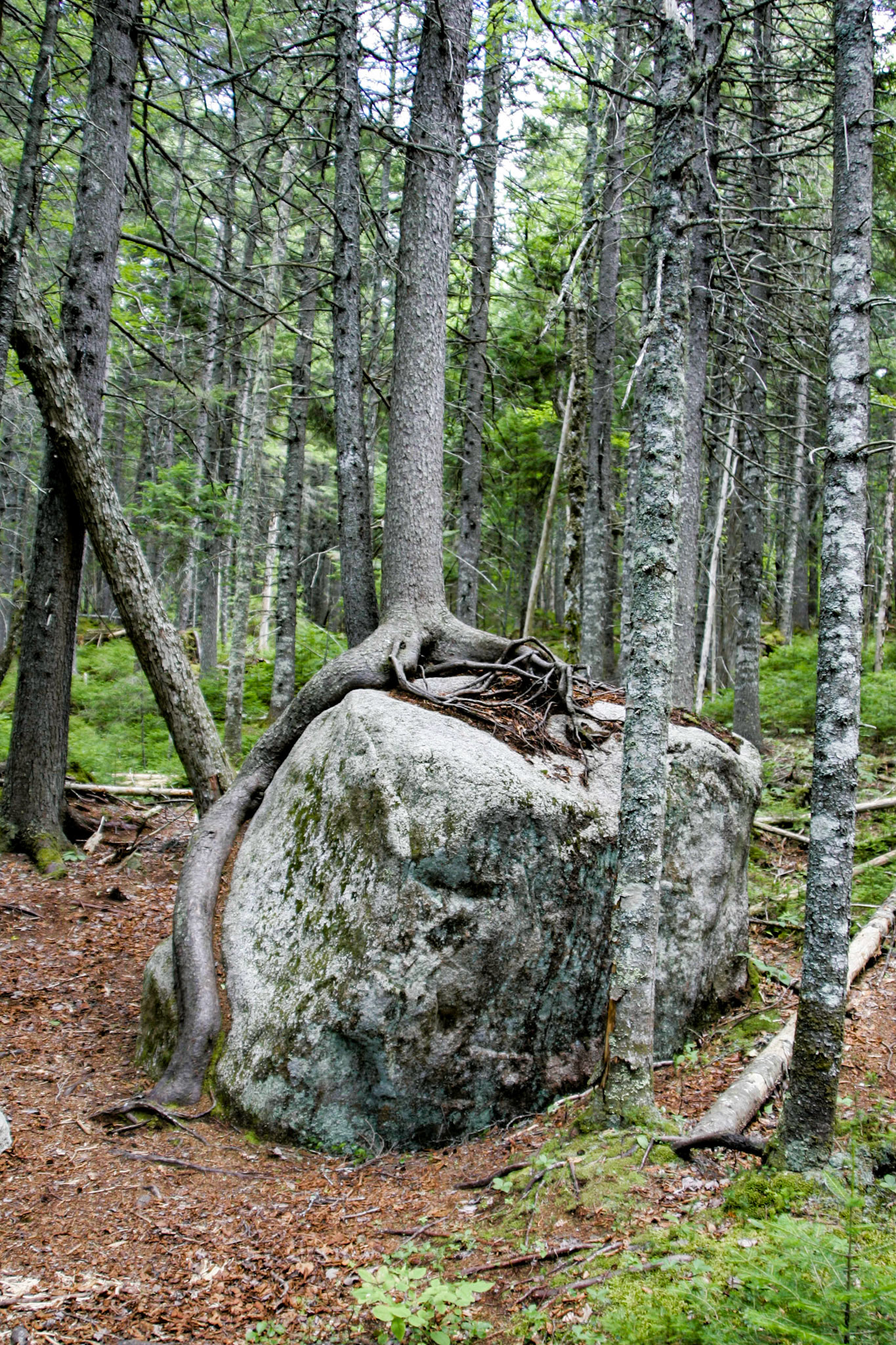 Where there's a will, there's a way - Baxter State Park, Mount Katahdin, Maine