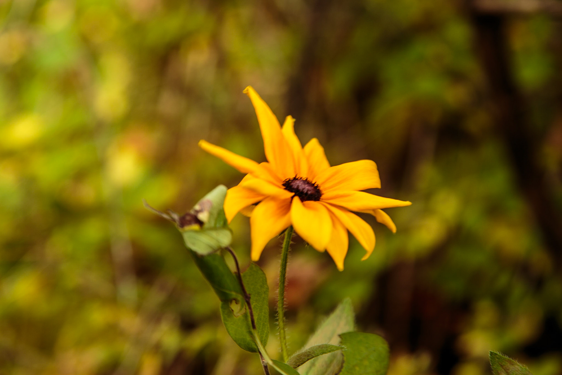 Yellow flower - Sterling Brook Gorge, Stowe VT