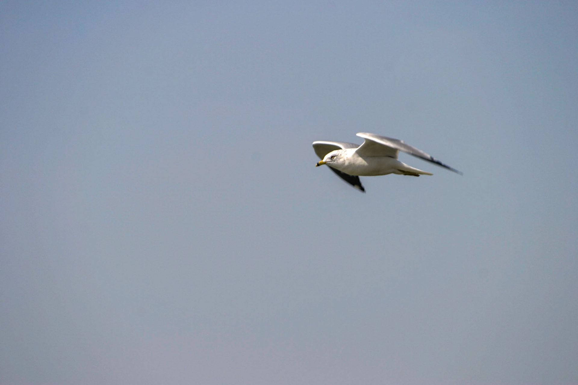 Seagull - Hanes Point, Washington DC