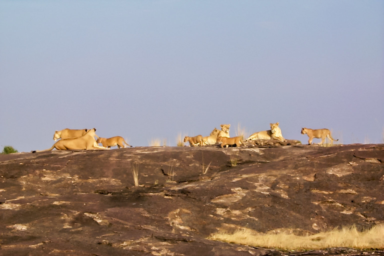 African photo safari, pride of lionesses with cubs - Kenya