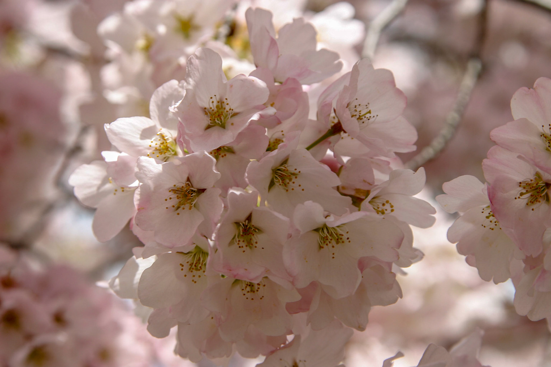 Cherry blossoms around the Tidal Basin - Washington, DC