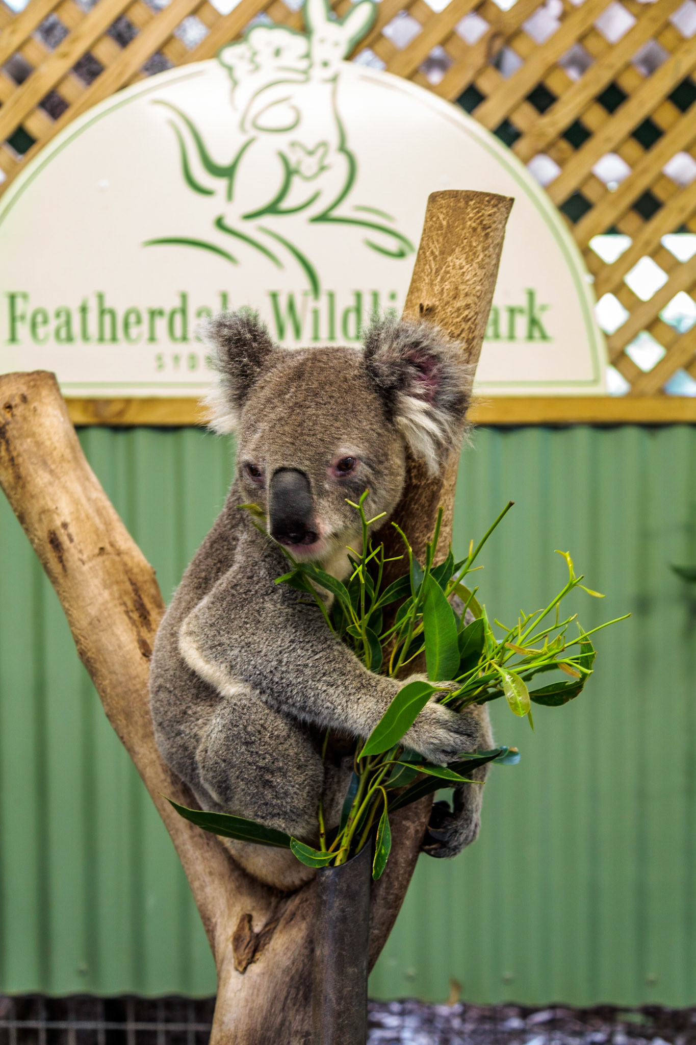 Koala at Featherdale Wildlife Park - Sydney, Australia