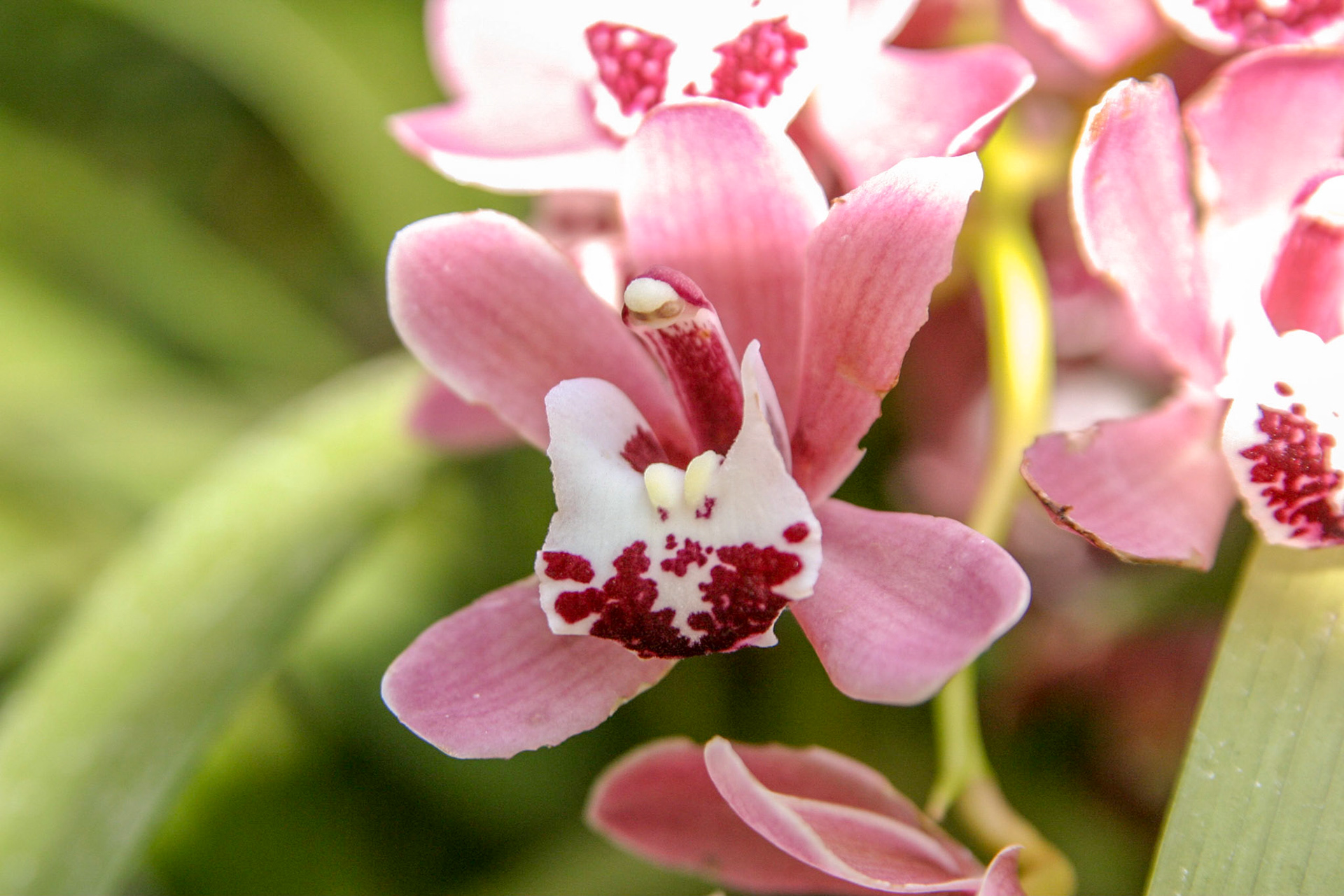 Orchids at the National Botanical Gardens - Washington DC