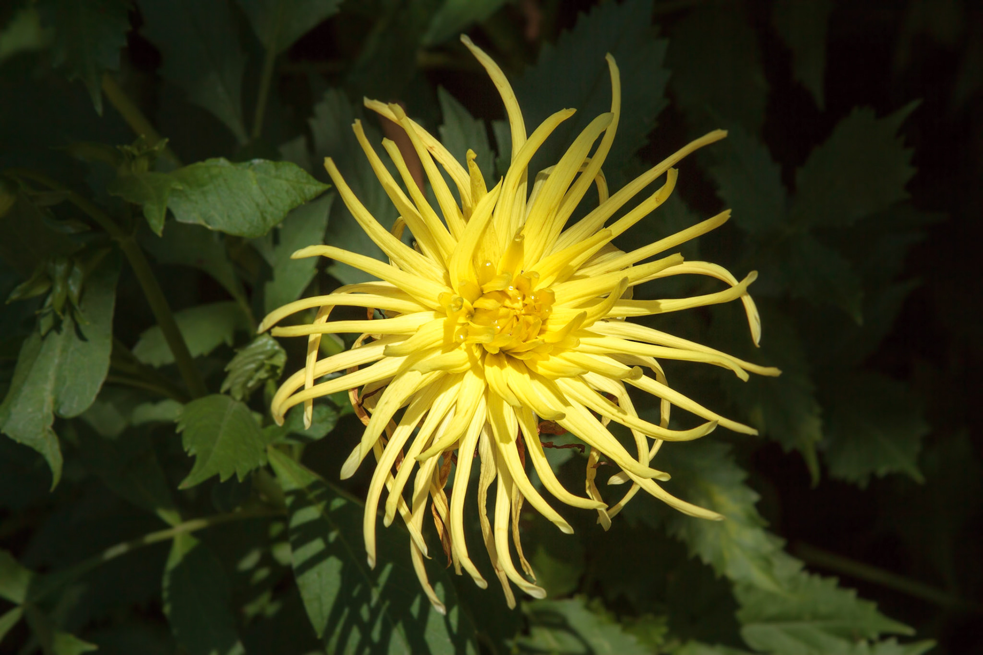 Flower in Botanical Garden - Gothenburg, Sweden