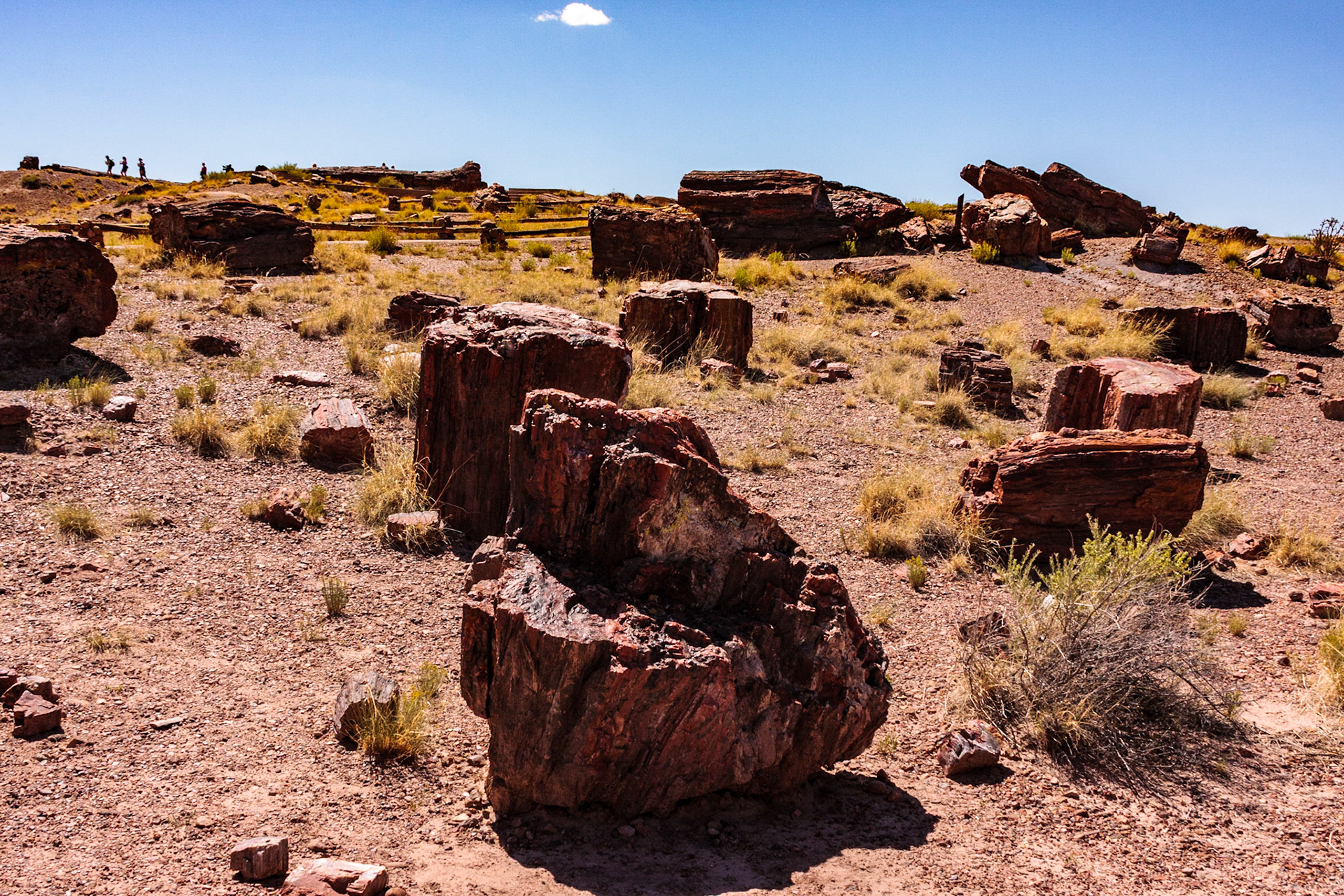 Petrified Forest National Park