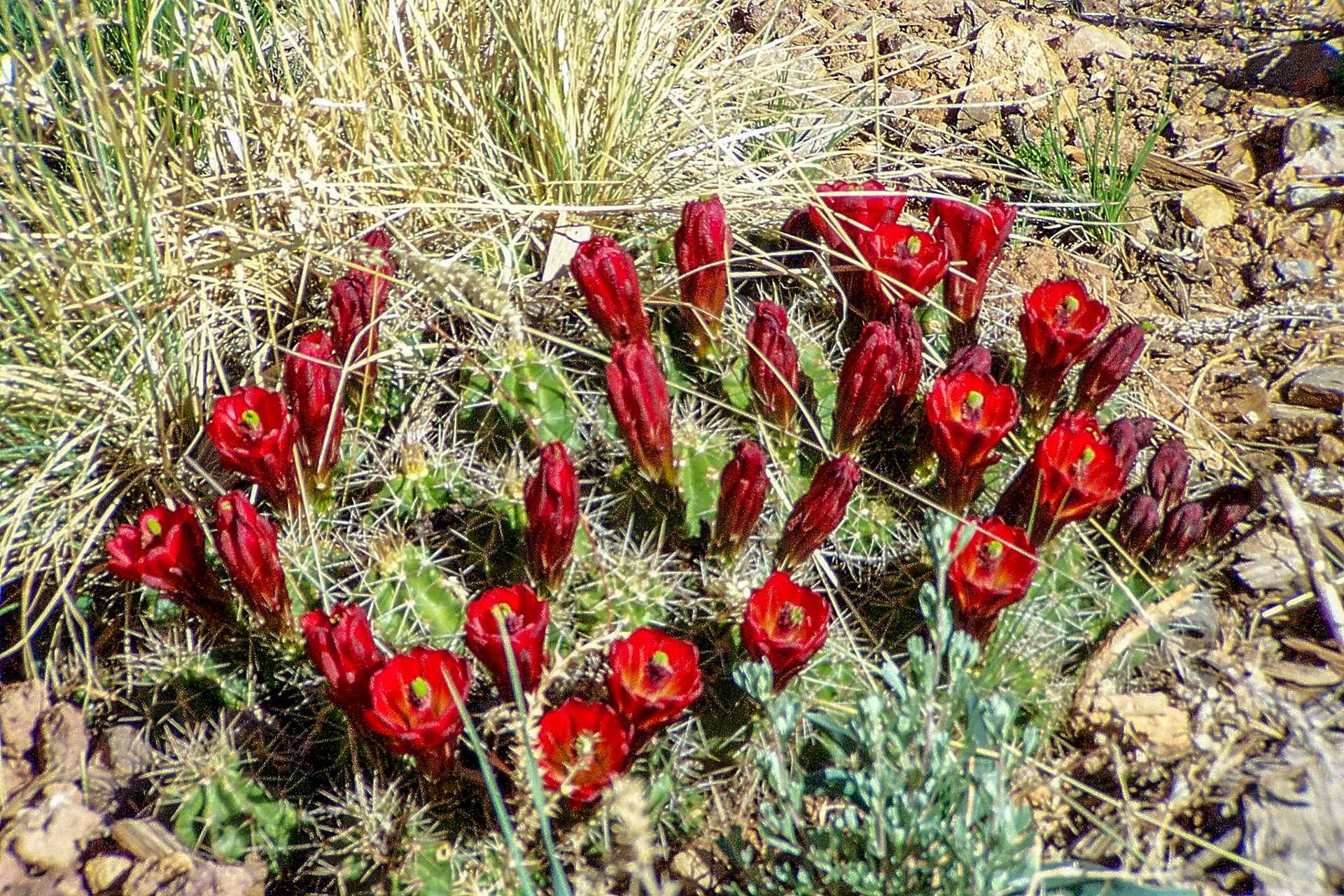 Cactus blooming in Grand Canyon - Grand Canyon National Park, AZ