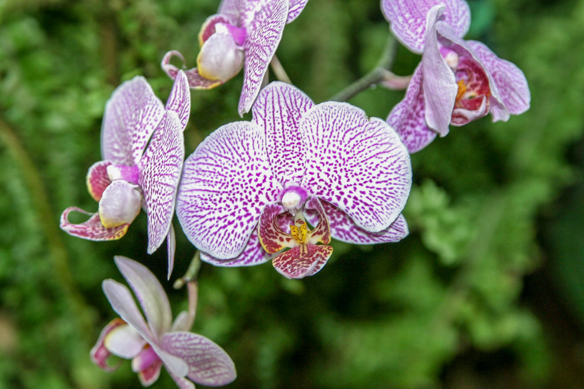 Orchids at the National Botanical Gardens - Washington DC