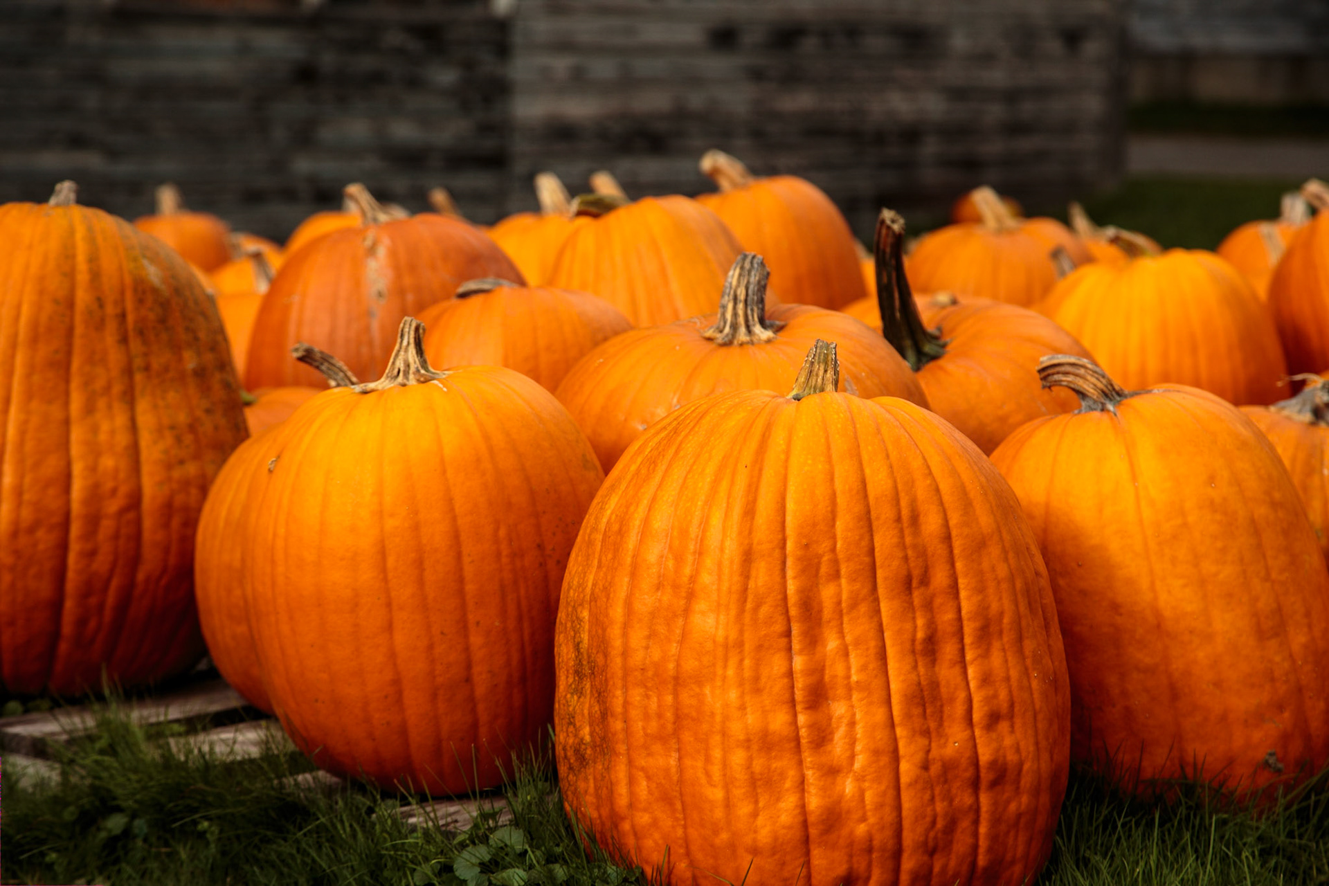 Getting ready for Halloween - Stowe VT