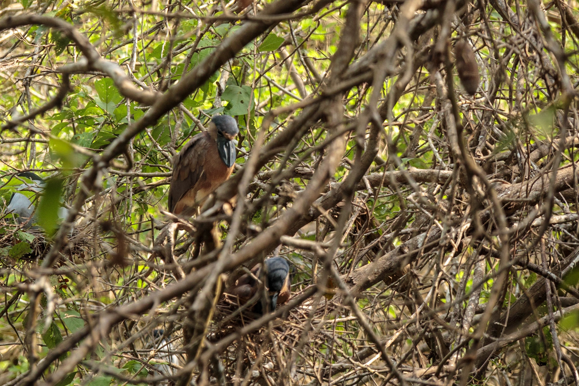 Boat-billed Heron - Copalita Archaeologigal Site, Huatulco, Mexico