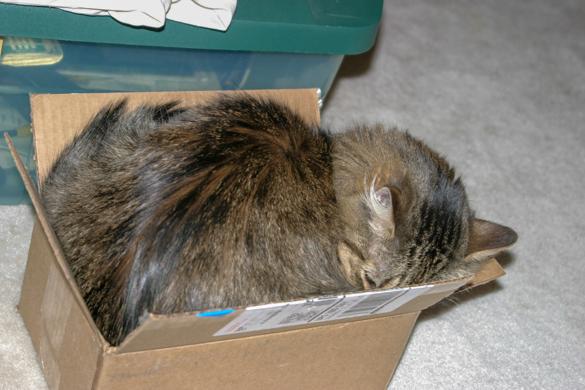 Leo sleeping in a small box - Alexandria, VA