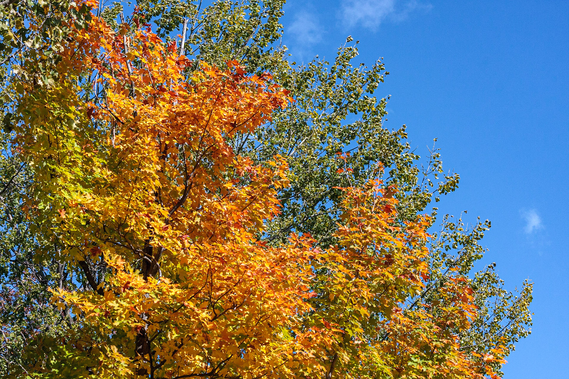 Fall Foliage on Colchester Causeway trail - Colchester VT