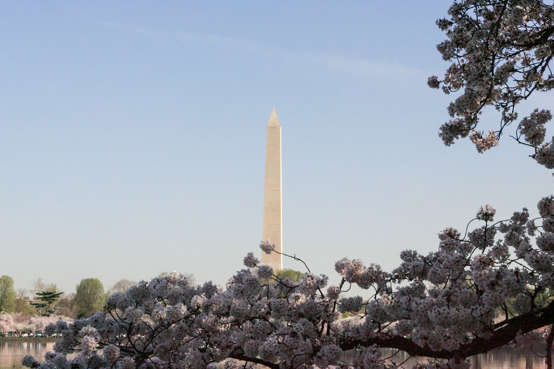 Washington Monument and Cherry blossoms - Washington, DC