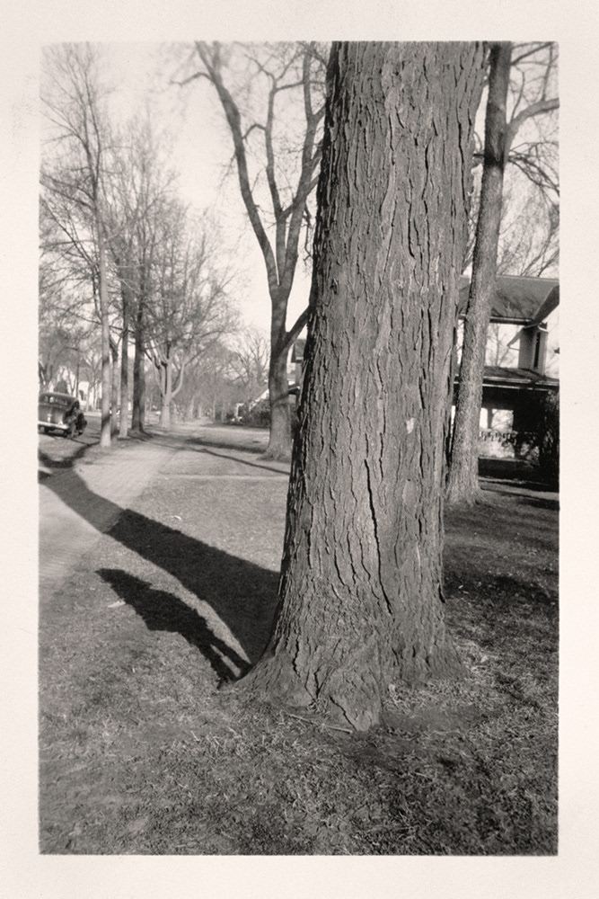 Traces: Girl Standing by Tree. Greg Sand.