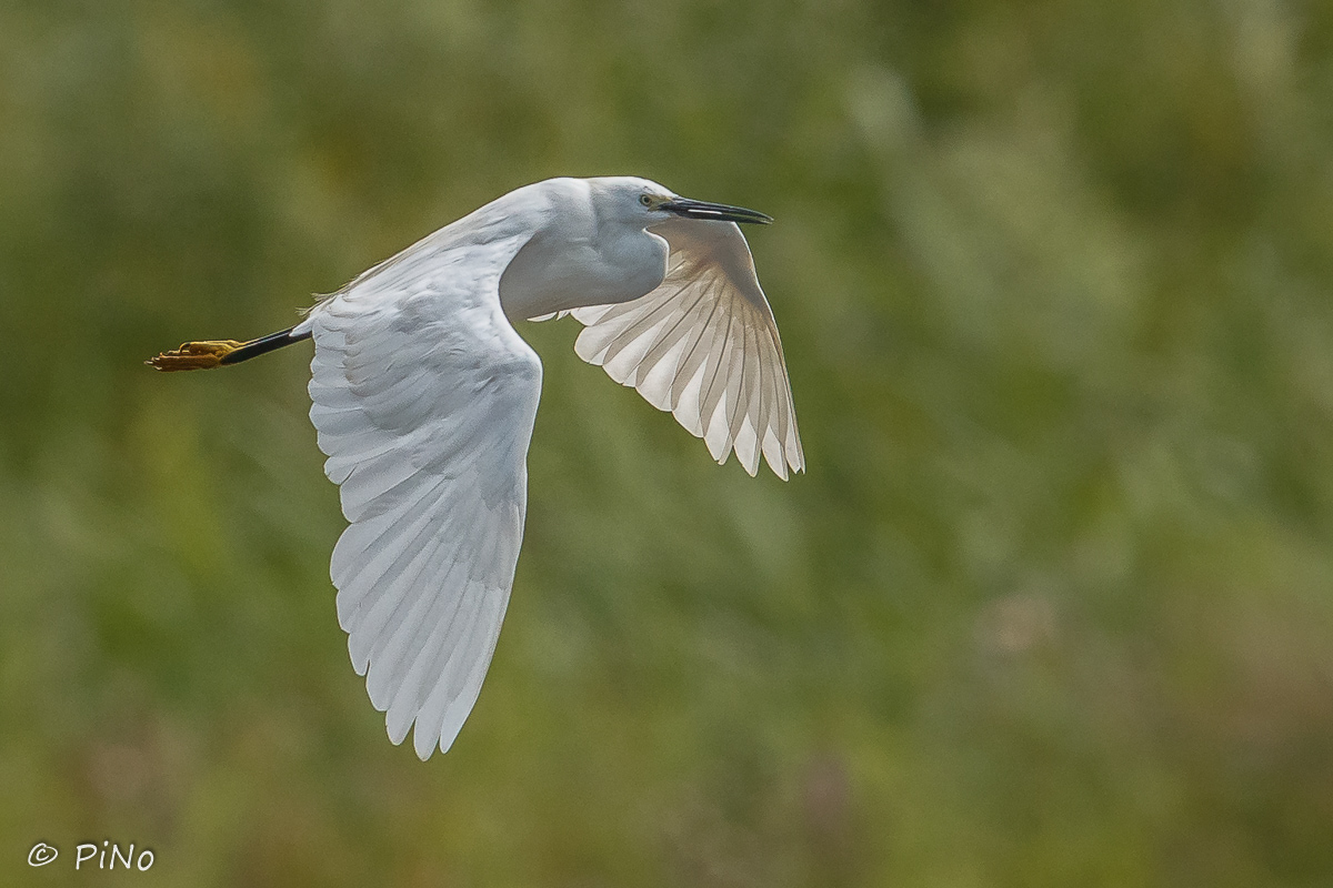 Kleine Zilverreiger