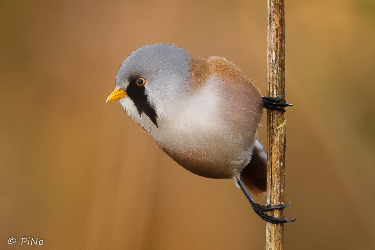 Baardmannetje