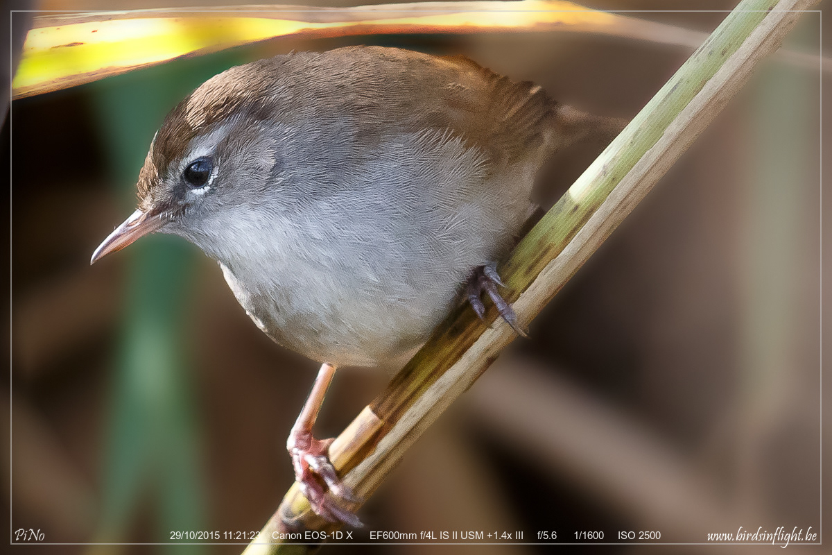 Cetti's Zanger