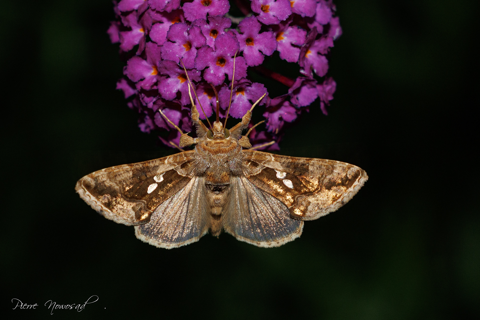 Turkse uil (Chrisodeixis chalcites)