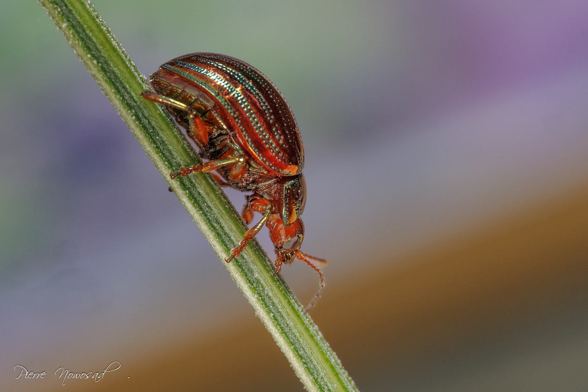 Rozemarijngoudhaantje