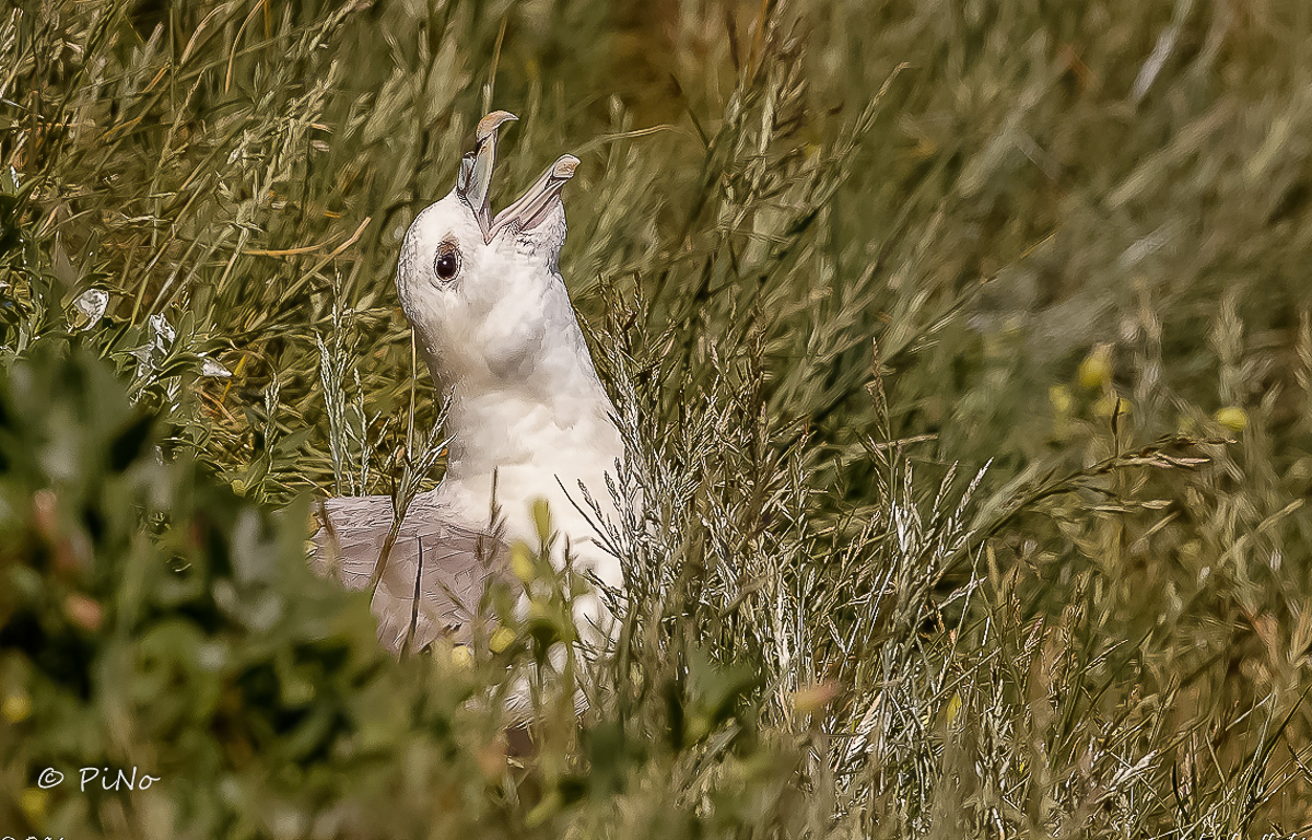 Noordse Stormvogel