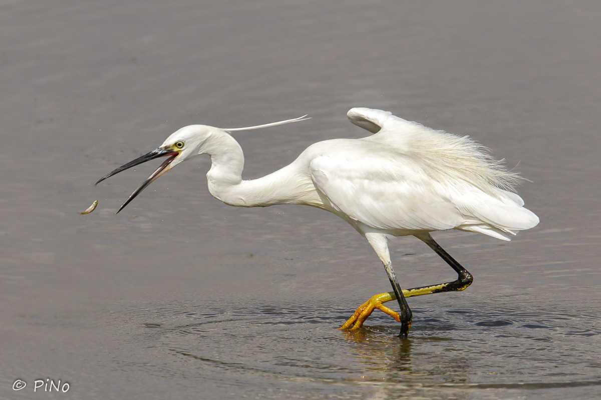 Kleine Zilverreiger