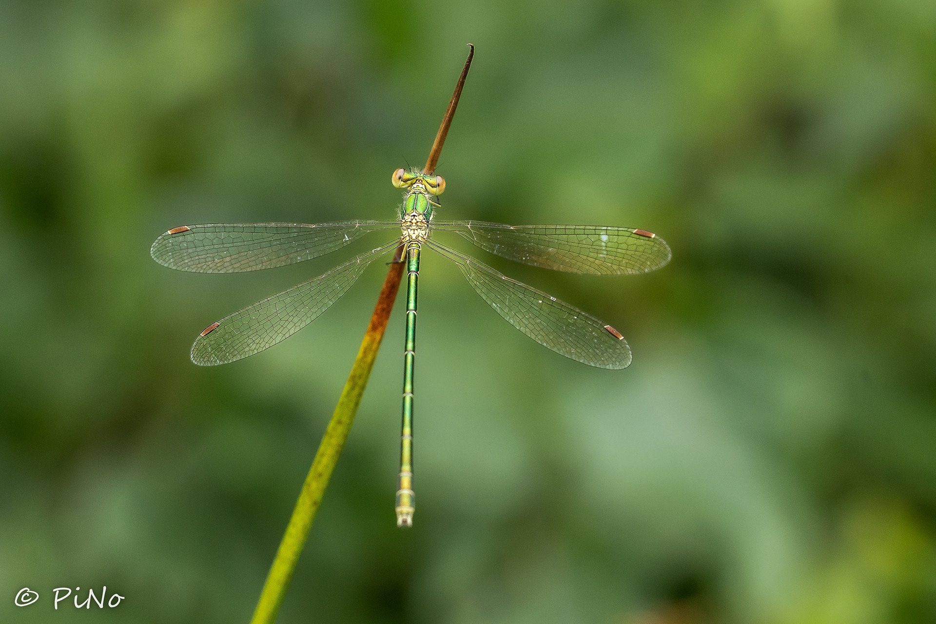 Tengere Pantserjuffer ( Lestes virens )