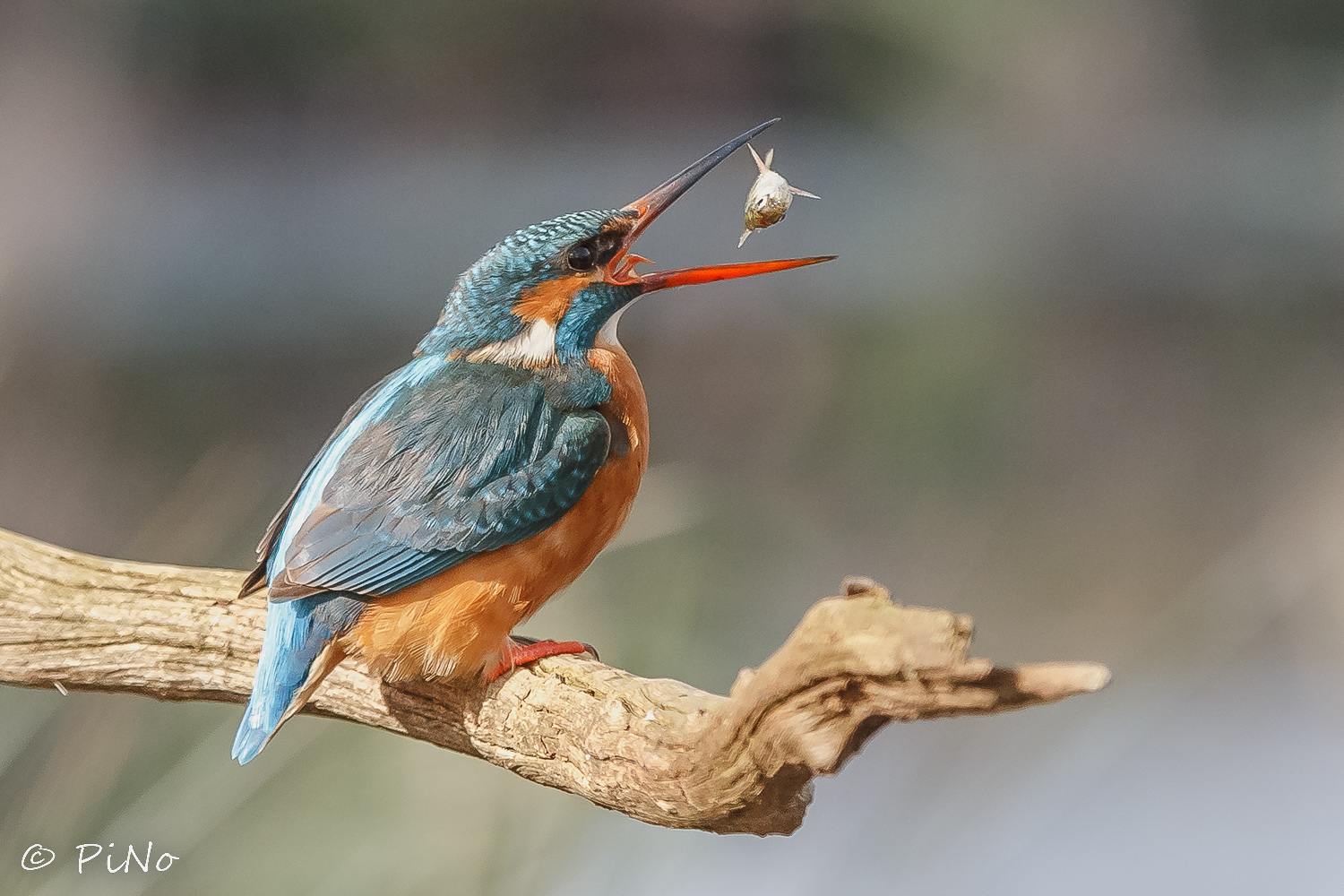 IJsvogel