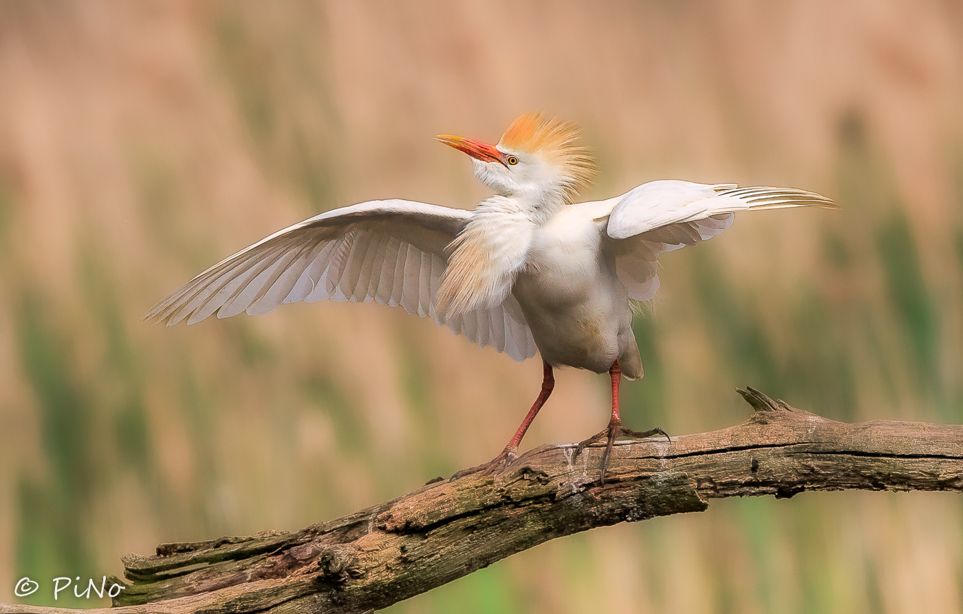 Koereiger
