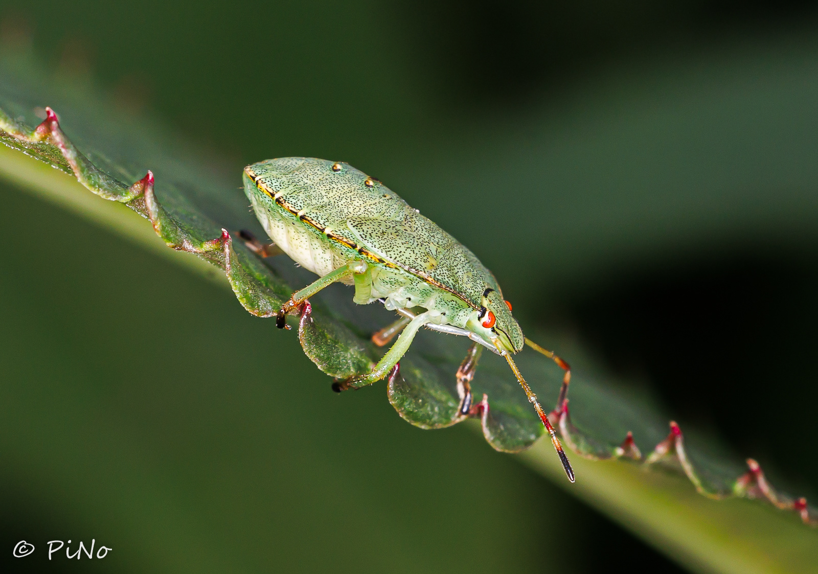 Groene schildwants