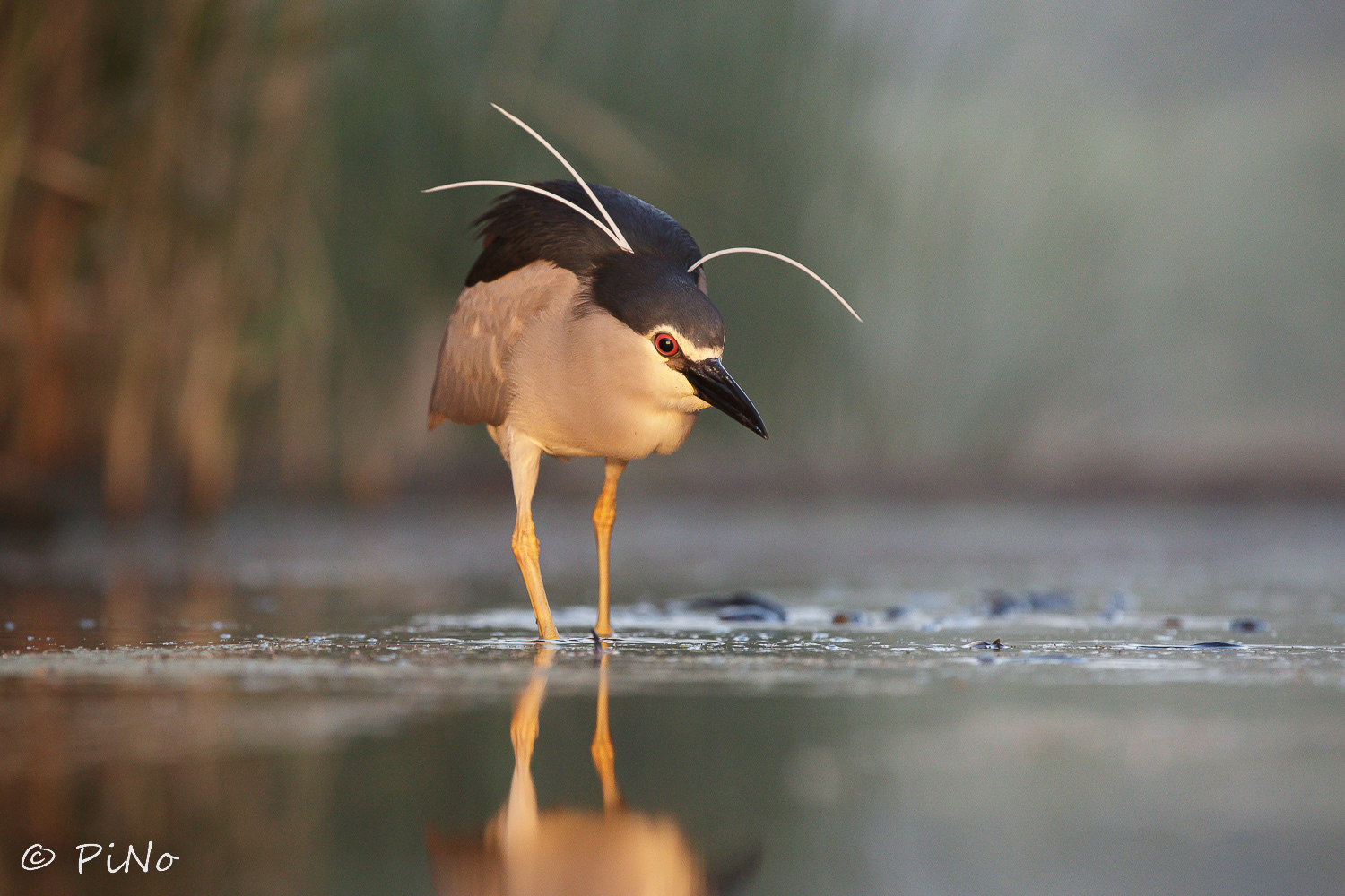 Kwak