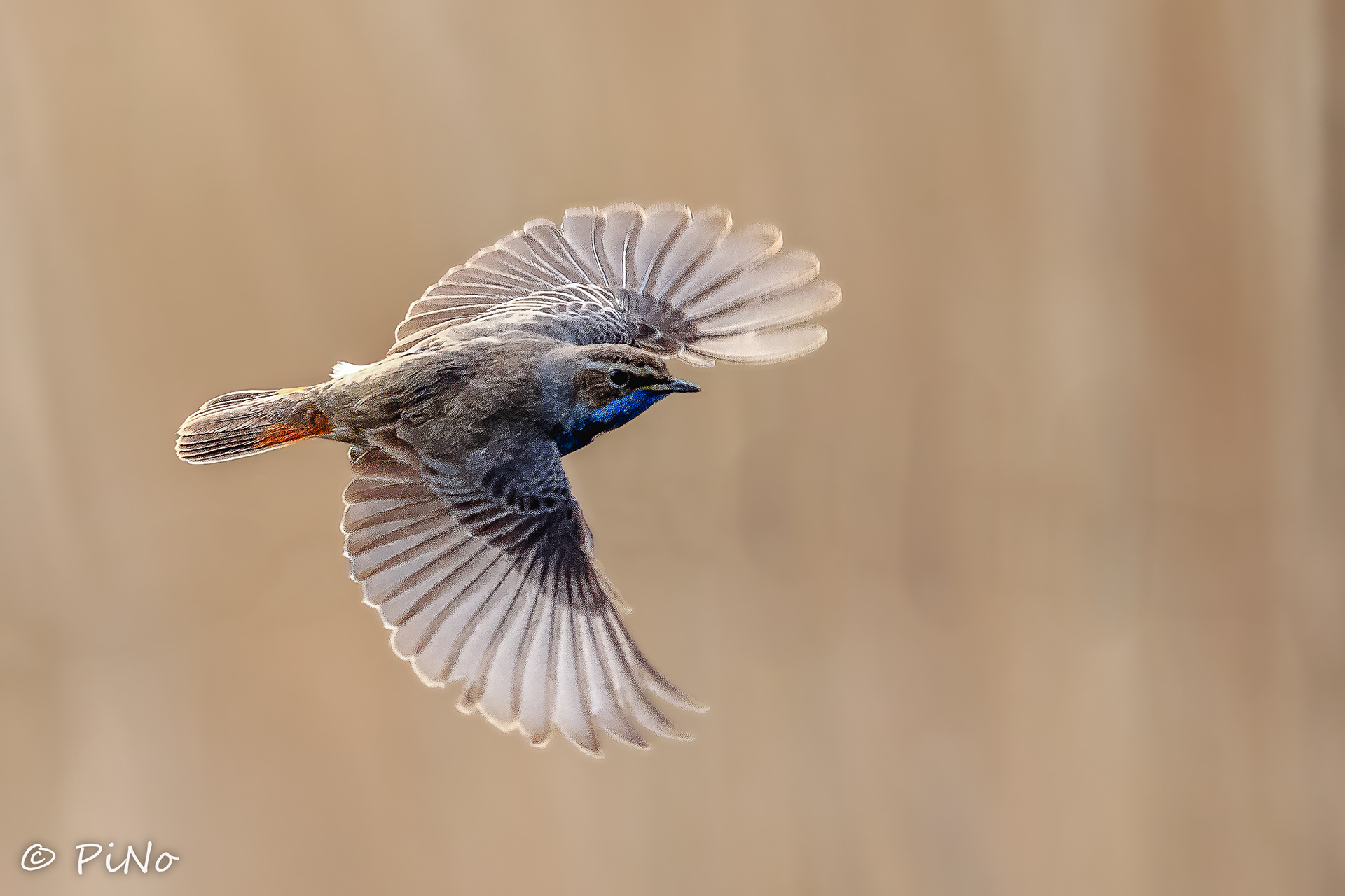 Blauwborst