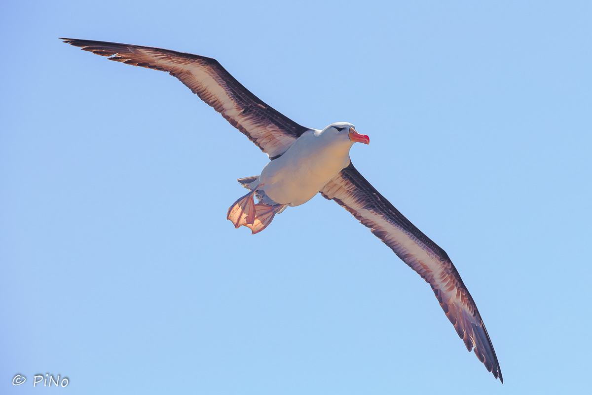 Wenkbrouwalbatros,Zoals alle albatrossen is deze vogel een bewoner van de open oceaan. Op het land is hij vrij onbeholpen. De wenkbrauwalbatros is het jaar rond een algemene verschijning in de wateren rond Kaap de Goede Hoop. Vooral in de wintermaanden zijn de aantallen groot. De soort broedt op Sub-Antarctische eilanden in de Zuidelijke Oceaan. De belangrijkste broedpopulaties bevinden zich op de Falklandeilanden, Zuid-Georgië en in Chili. Deze soort albatros is de enige die sinds de jaren zestig van de twintigste eeuw met enige regelmaat op het noordelijk halfrond wordt waargenomen. Dit zijn eenlingen die zich ophouden in de buurt van kolonies van jan-van-genten in Noord-Schotland. Vogelkenners denken dat het hier steeds om dezelfde vogel gaat. In 2007 werd verondersteld dat deze wenkbrauwalbatros 47 jaar oud is en meer dan veertig jaar geleden door een storm in noordelijke oceanen verzeild is geraakt