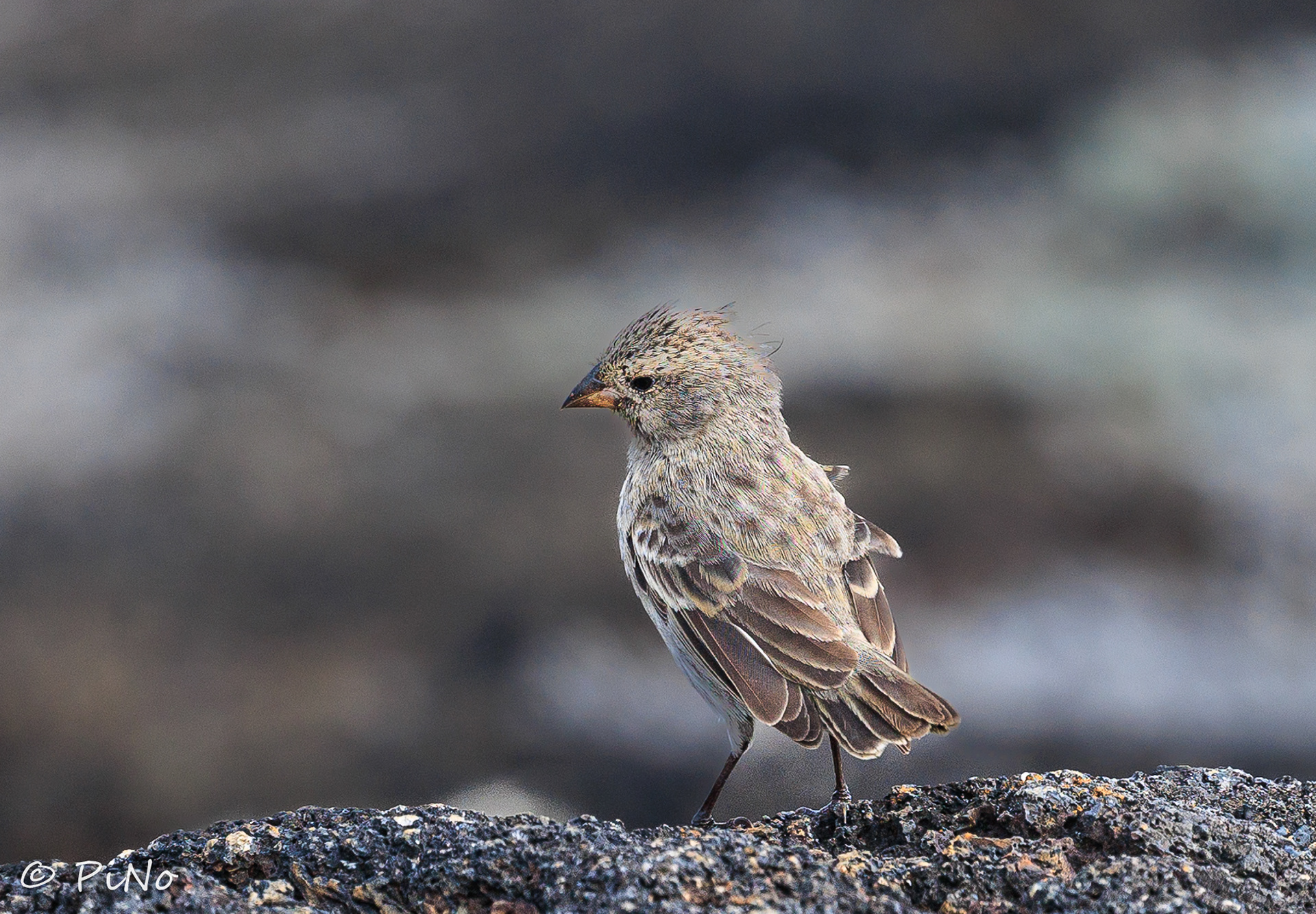 Darwinvink