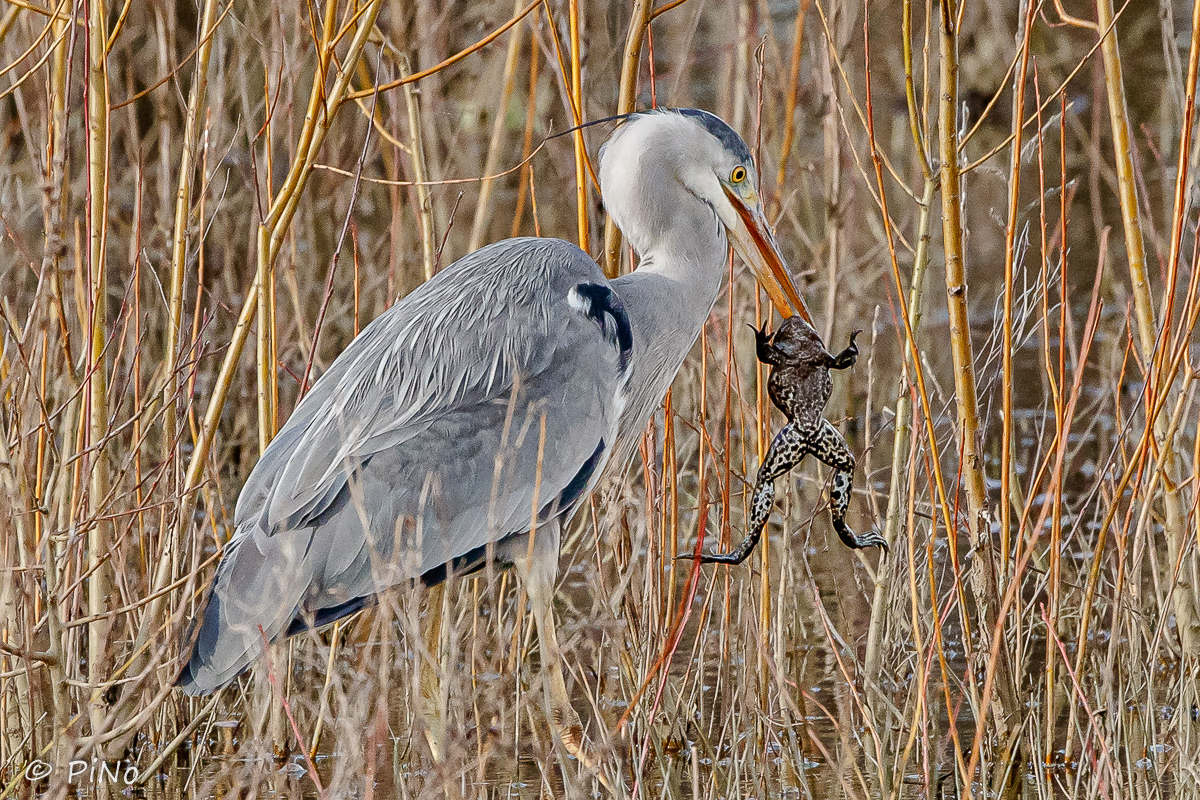 Blauwe Reiger