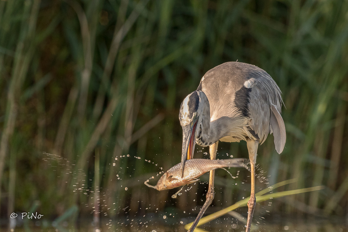 Blauwe Reiger