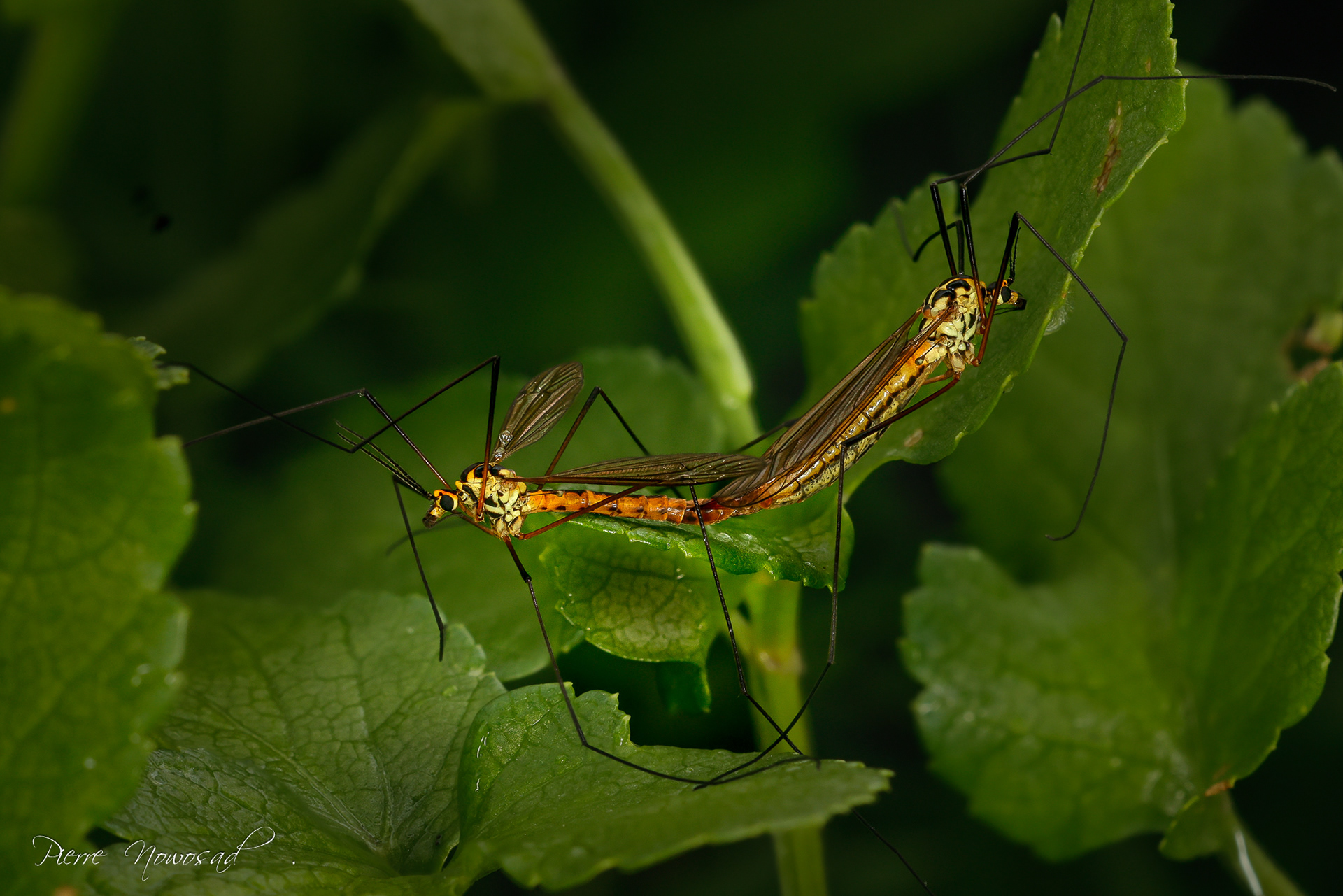 Geelflanktijger (Nephrotoma flavenscens )