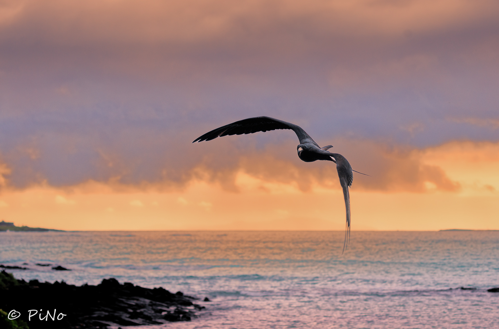 Fregatvogel