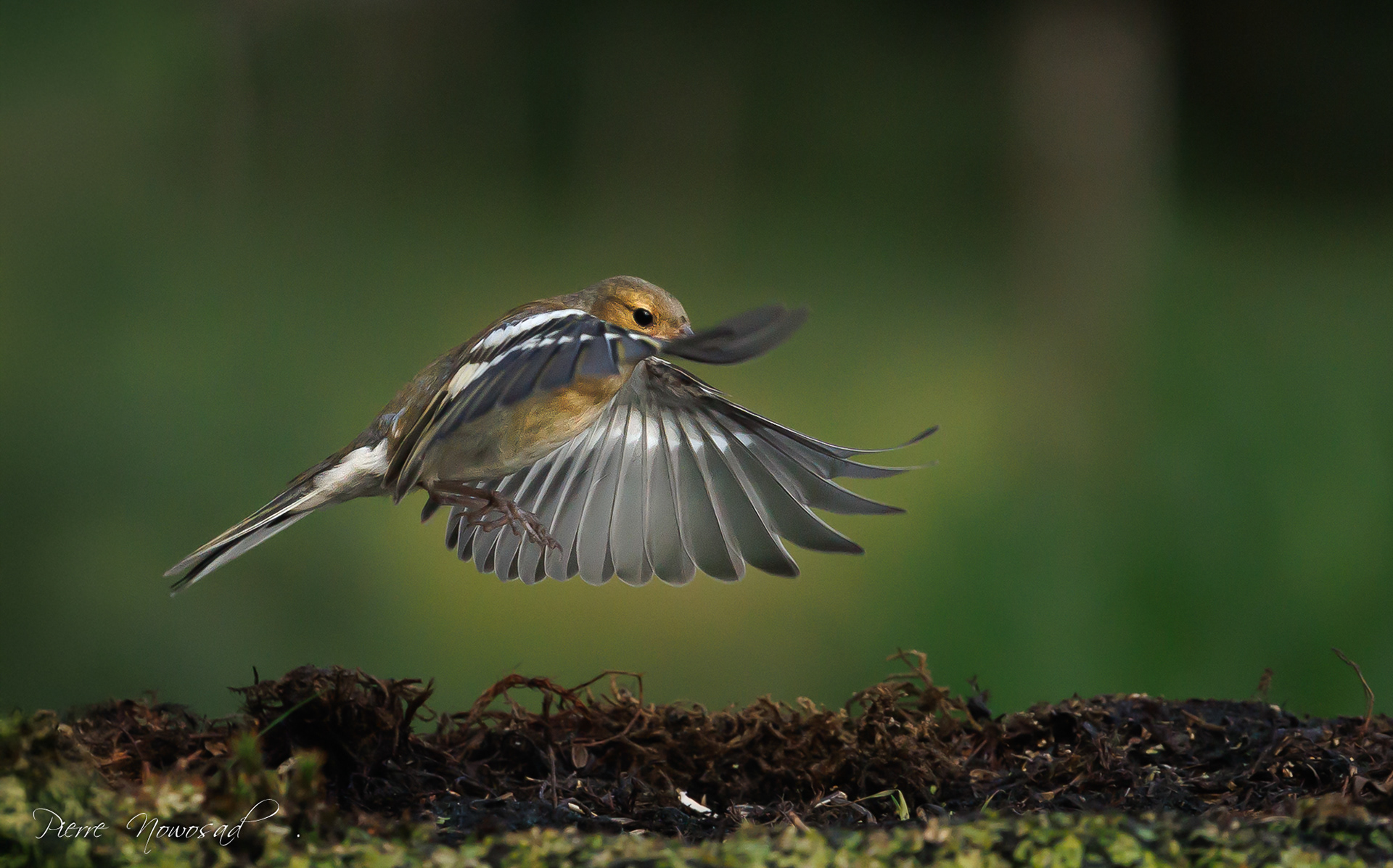 Vink